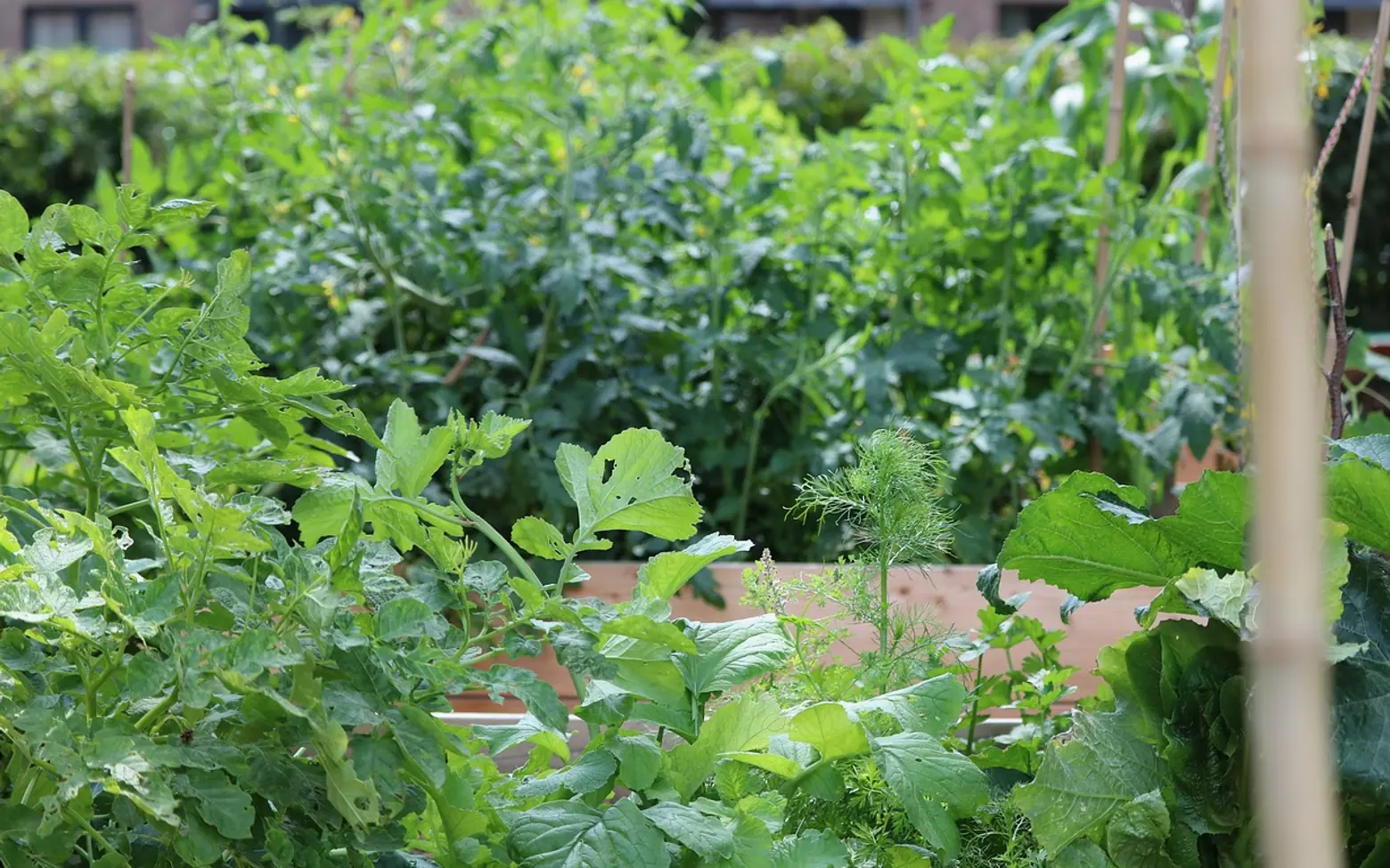 Garden, vegetables and nature