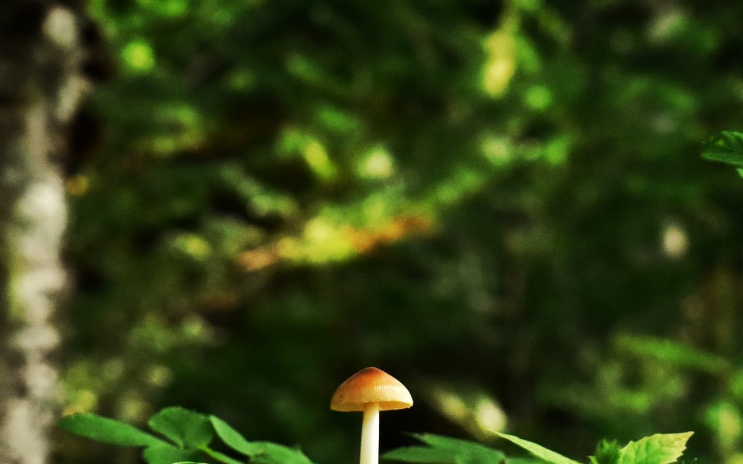 Growing Magic Mushrooms: A Beginners Guide with 7 Tips