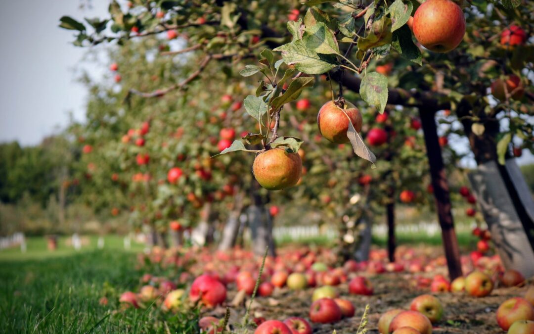 Spring into Action: Grow Your Own Fruit Trees with Garden Store Sales